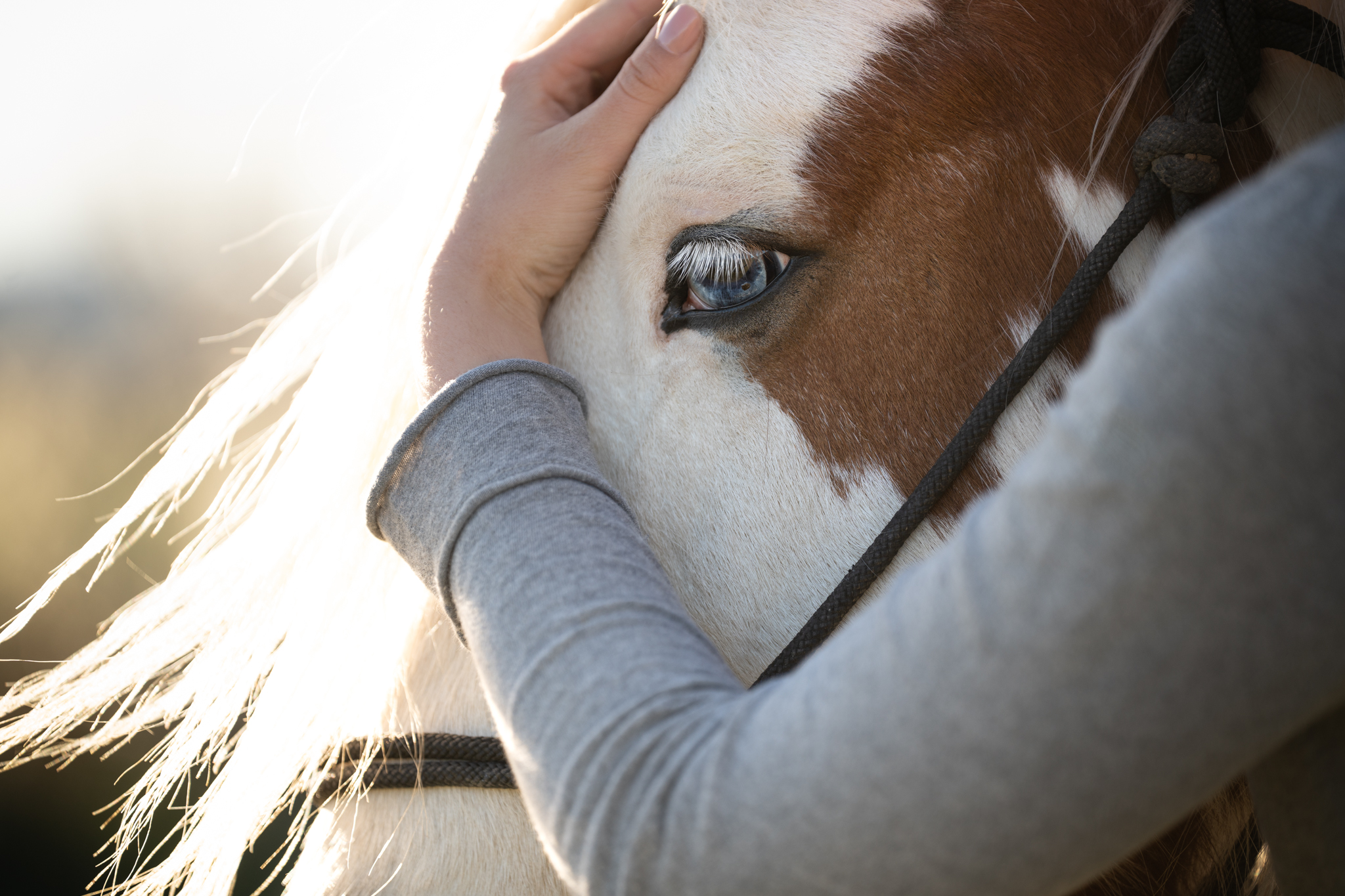 ostéopathie animale