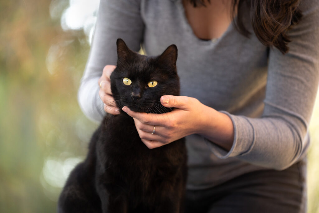 ostéopathie pour les chats