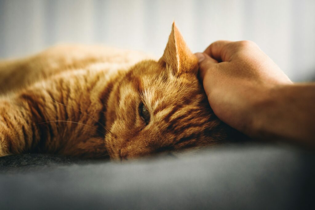 Ostéopathie animale pour les chats