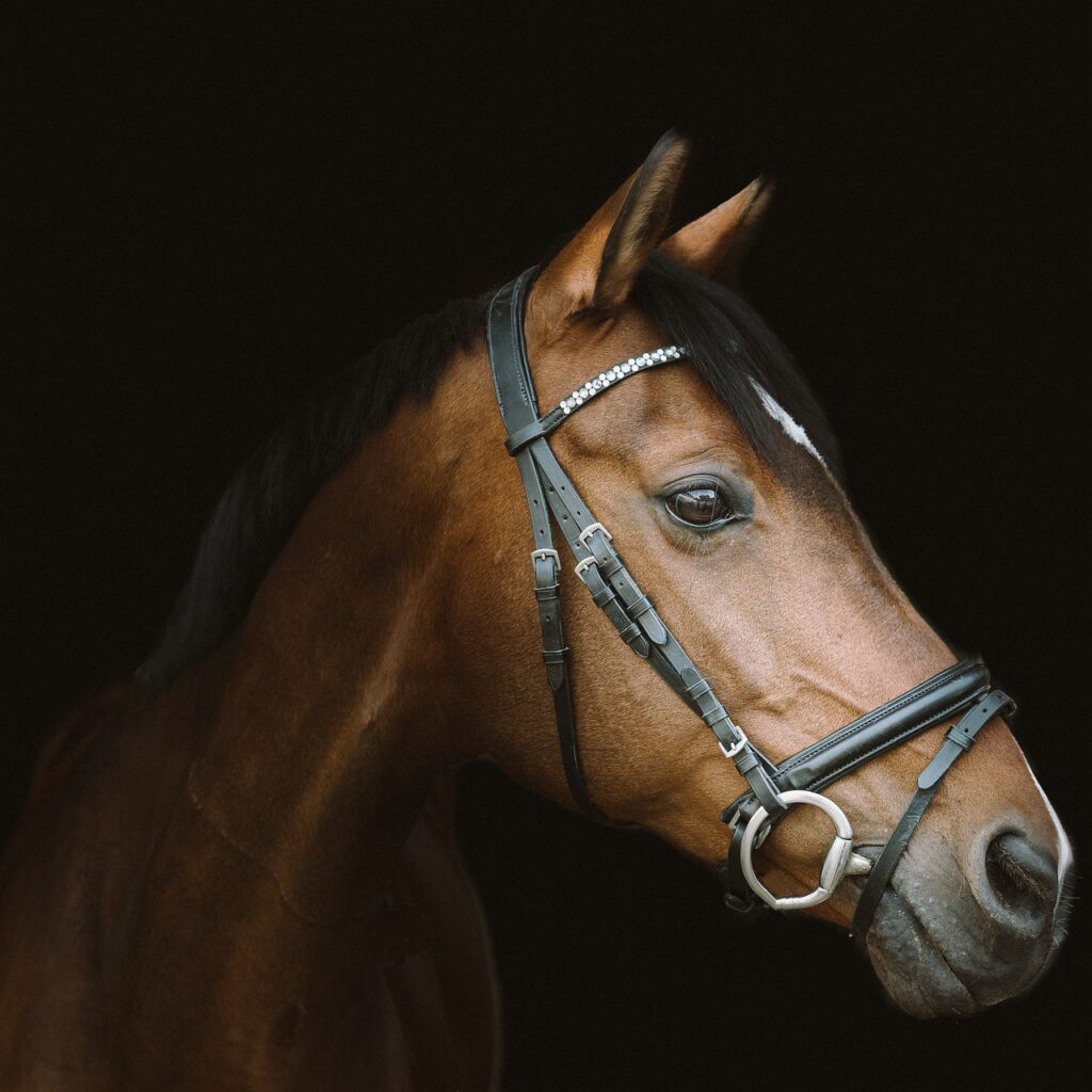 osteopathie equine chevaux de sport