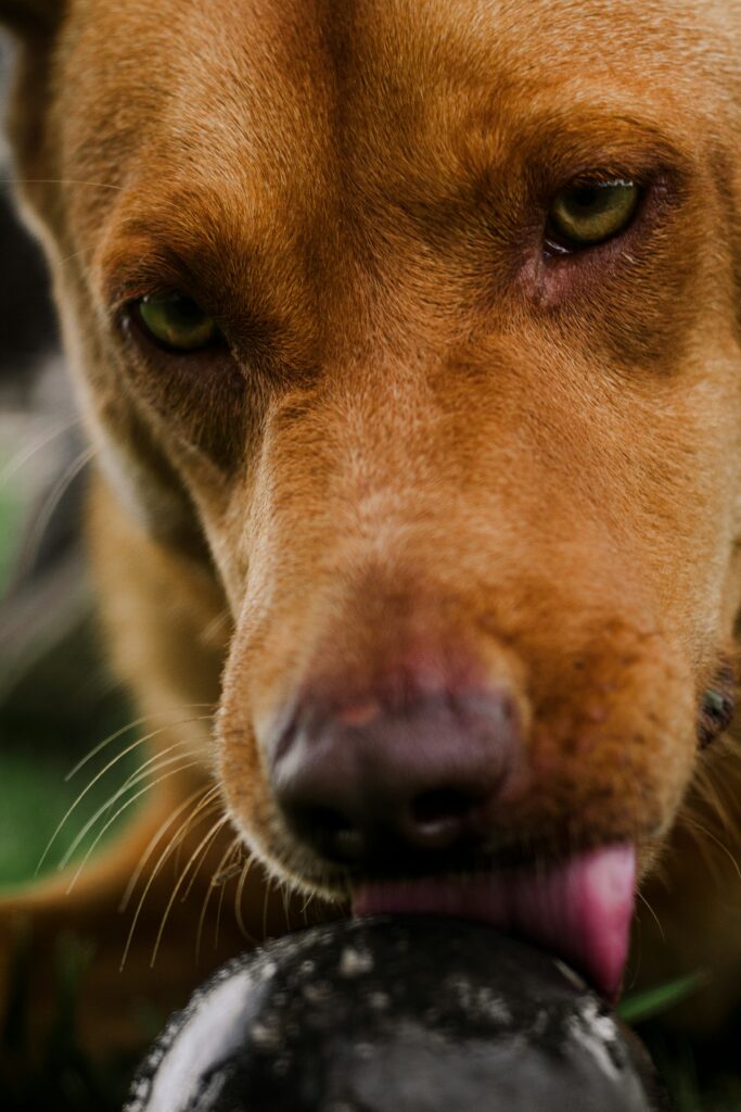 léchage compulsif et ostéopathie canine