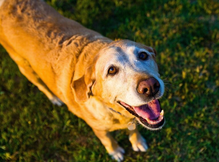ostéopathie animal sénior à domicile – soin pour chien âgé