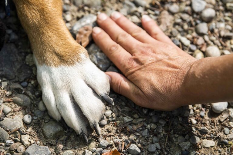 ostéopathie chien