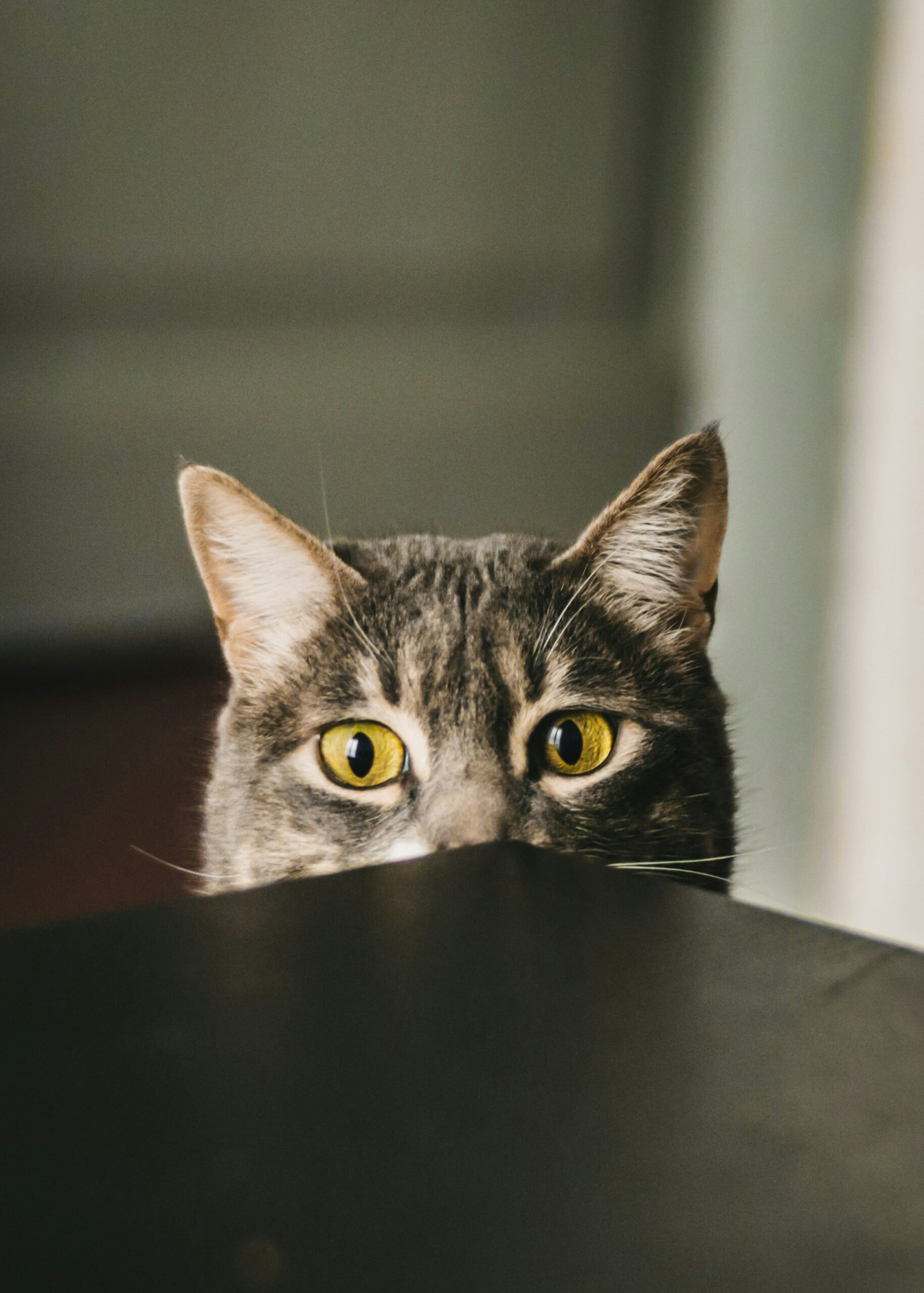 ostéopathe animalier et chat paisible