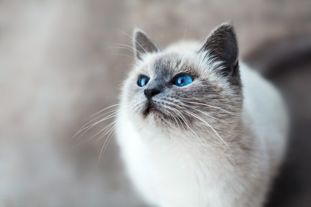 ostéopathie pour les chats dans le Var à domicile